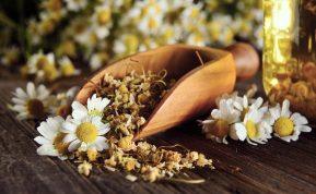 Stebuklingos žolelės, kurios pritraukia sėkmę, turtus ir sveikatą