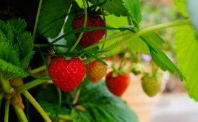 braškių paruošimas žiemai