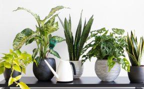 Tereikia vienos tabletės, ir kambarinės gėlės žydės kaip niekada anksčiau!