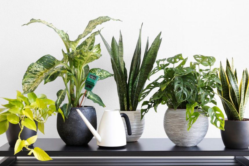 Tereikia vienos tabletės, ir kambarinės gėlės žydės kaip niekada anksčiau!