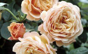 Tikra gėlių karalienė: kodėl šios garsios angliškos rožės tinka kiekvienam sodui?