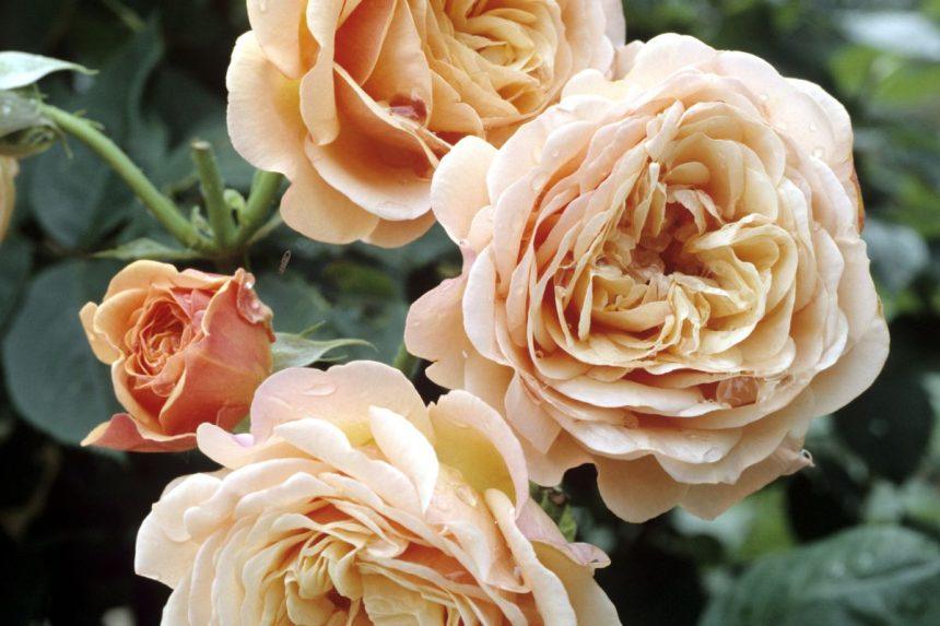 Tikra gėlių karalienė: kodėl šios garsios angliškos rožės tinka kiekvienam sodui?