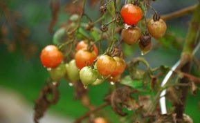 pilkite pieną ant pomidorų, agurkų