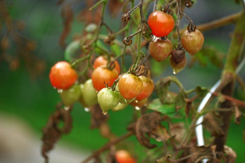 pilkite pieną ant pomidorų, agurkų