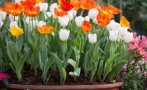 Tulpių sodinimas rudenį