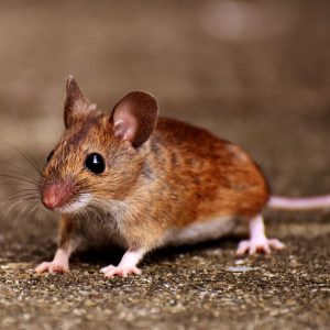 veiksmingai atsikratykite namuose esančių žiurkių ir pelių