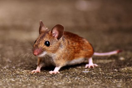 veiksmingai atsikratykite namuose esančių žiurkių ir pelių