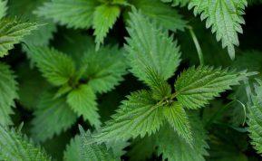 visų virusų ir bakterijų žudikas, kuris greitai numalšina kosulį!