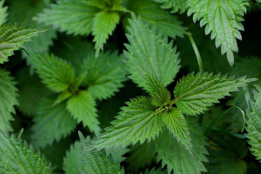 visų virusų ir bakterijų žudikas, kuris greitai numalšina kosulį!