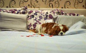 Vyras savo šunims išleidžia daugiau nei 33k eurų: jie gyvena geriausiuose 5* viešbučiuose