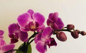 Žmonės tai vadina stebuklu orchidėjoms