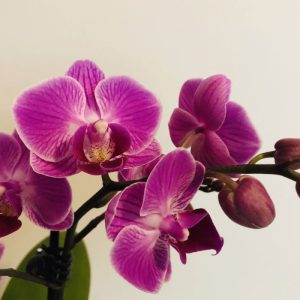 Žmonės tai vadina stebuklu orchidėjoms