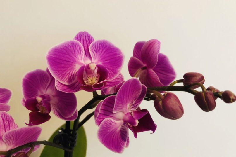 Žmonės tai vadina stebuklu orchidėjoms