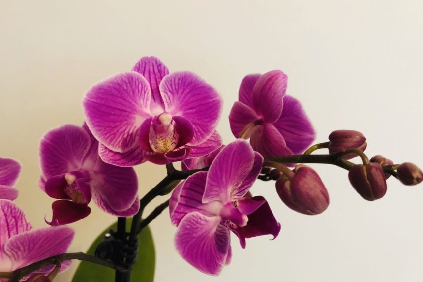 Žmonės tai vadina stebuklu orchidėjoms