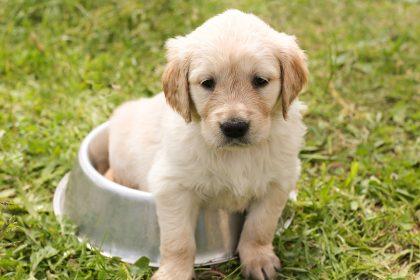 10 veterinaro patarimų, kad kiekvienas augintinis gyventų ilgai ir laimingai