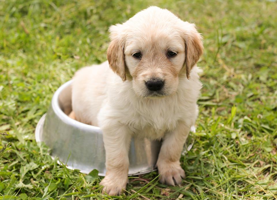 10 veterinaro patarimų, kad kiekvienas augintinis gyventų ilgai ir laimingai