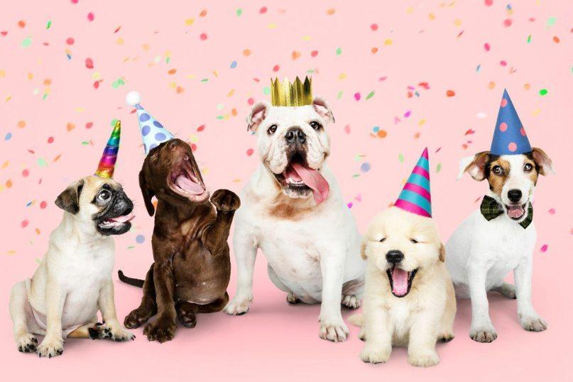 9 ilgiausiai gyvenančių šunų veislės