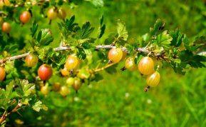 Agrastų sodinimas rudenį: trys esminės taisyklės, kad sulauktumėte gausaus derliaus vasarą