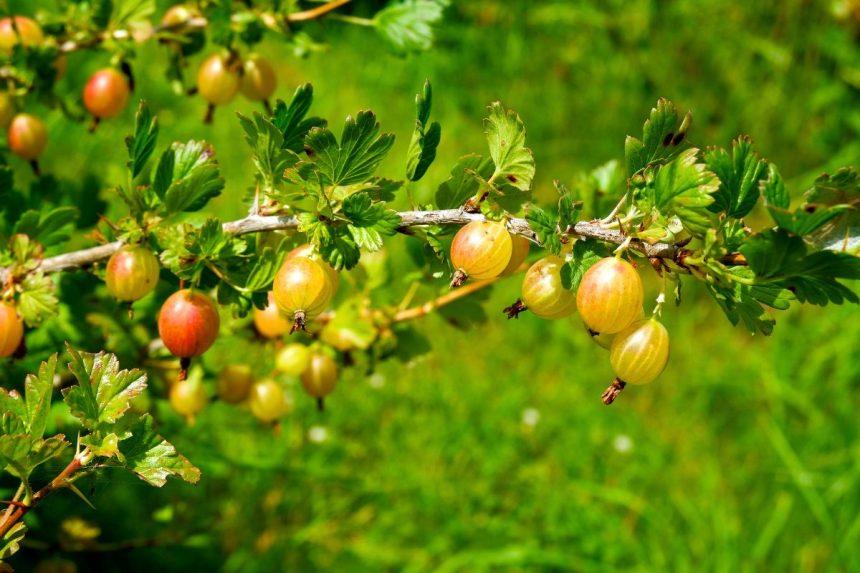 Agrastų sodinimas rudenį: trys esminės taisyklės, kad sulauktumėte gausaus derliaus vasarą