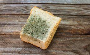 Ar pelėsis nuodingas? Kas atsitiks, jeigu jo šiek tiek suvalgysite?