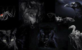 Atlikite šį testą ir sužinokite tamsiąją savo asmenybės pusę. Nuotrauka: ukr.media.