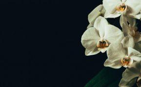 Atnaujinkite peraugusią orchidėją ir ji jums tikrai padėkos!