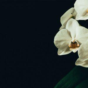 Atnaujinkite peraugusią orchidėją ir ji jums tikrai padėkos!