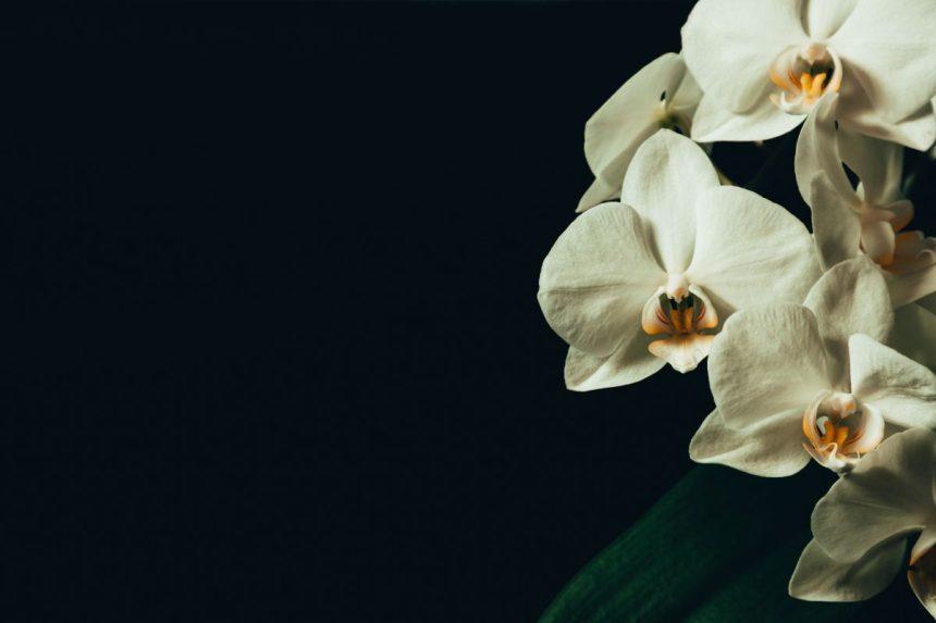 Atnaujinkite peraugusią orchidėją ir ji jums tikrai padėkos!