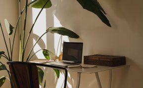 Auginkite kambaryje šiuos augalus ir visada džiaugsitės švariu oru!