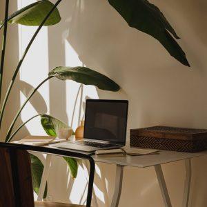 Auginkite kambaryje šiuos augalus ir visada džiaugsitės švariu oru!