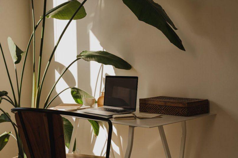 Auginkite kambaryje šiuos augalus ir visada džiaugsitės švariu oru!