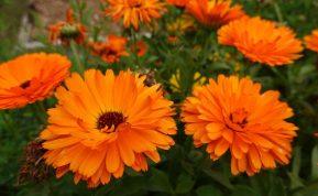 Auksinis rudens stebuklas: kaip medetkos praturtina dirvą be chemijos