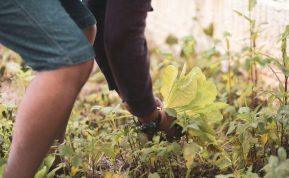 Avižos kaip natūrali trąša: kodėl spalį verta patręšti daržą šiuo paprastu būdu
