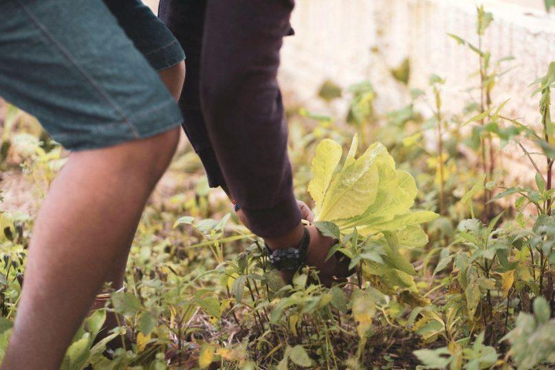 Avižos kaip natūrali trąša: kodėl spalį verta patręšti daržą šiuo paprastu būdu