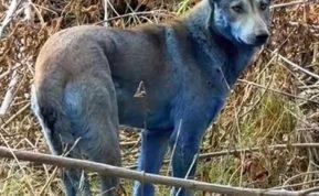 Černobylio šunys su mėlynu kailiu: mokslininkai tiria paslaptingą reiškinį. Nuotrauka: Jam Press/@dogsofchernobyl
