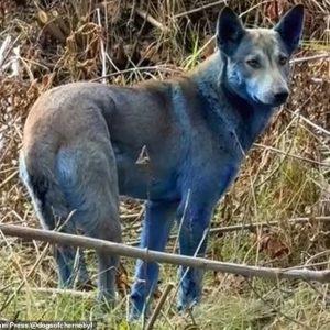 Černobylio šunys su mėlynu kailiu: mokslininkai tiria paslaptingą reiškinį. Nuotrauka: Jam Press/@dogsofchernobyl