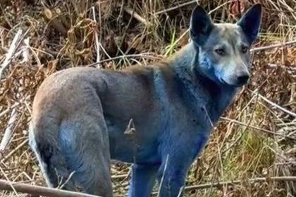Černobylio šunys su mėlynu kailiu: mokslininkai tiria paslaptingą reiškinį. Nuotrauka: Jam Press/@dogsofchernobyl