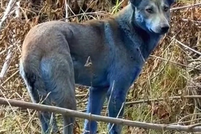 Černobylio šunys su mėlynu kailiu: mokslininkai tiria paslaptingą reiškinį. Nuotrauka: Jam Press/@dogsofchernobyl