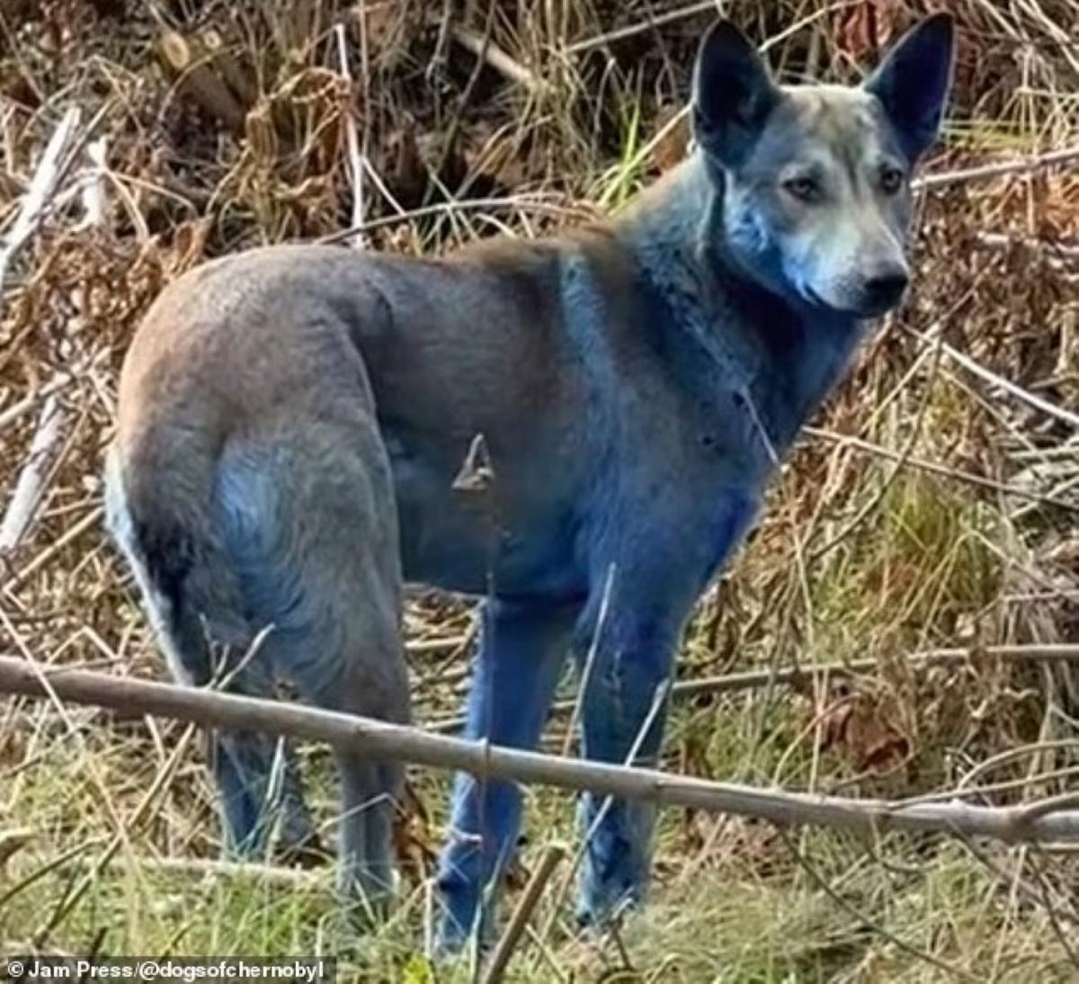 Černobylio šunys su mėlynu kailiu: mokslininkai tiria paslaptingą reiškinį. Nuotrauka: Jam Press/@dogsofchernobyl