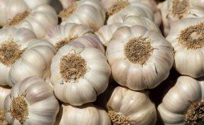 Česnakai išliks švieži ištisus metus