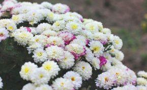 Chrizantemos kapams ir sodui: kokias veisles rinktis ir kokių klaidų vengti prieš Vėlines