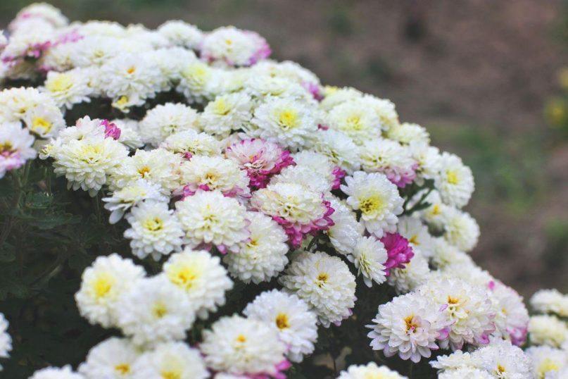 Chrizantemos kapams ir sodui: kokias veisles rinktis ir kokių klaidų vengti prieš Vėlines