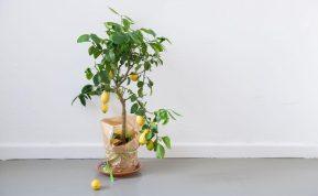 Citrinmedžio priežiūra rudenį: naudingi patarimai