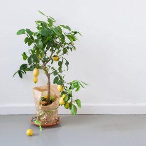 Citrinmedžio priežiūra rudenį: naudingi patarimai