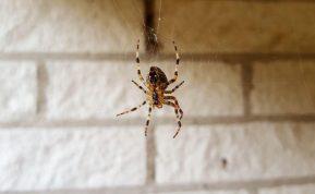 Ne tik kaštonai padeda atbaidyti vorus: sužinokite, kaip atbaidyti nepageidaujamus įnamius