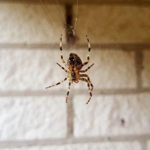 Ne tik kaštonai padeda atbaidyti vorus: sužinokite, kaip atbaidyti nepageidaujamus įnamius