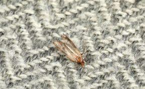 Drabužių kandys pagaliau liausis naikinti jūsų spintą: paprasti būdai atsikratyti kenkėjų visam laikui