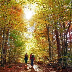 Eidami į mišką daugelis žmonių nežino šių dalykų. Tai gali išgelbėti gyvybę!