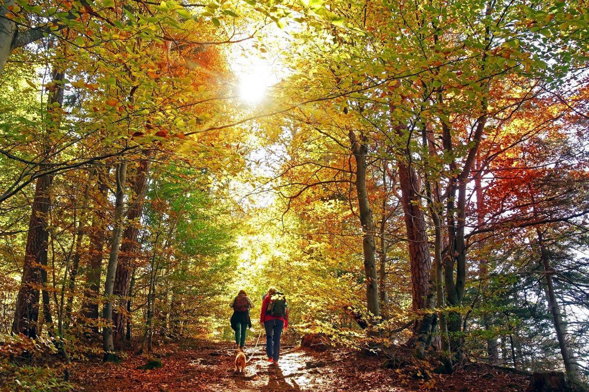 Eidami į mišką daugelis žmonių nežino šių dalykų. Tai gali išgelbėti gyvybę!