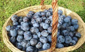 Gardus slyvų padažas žiemai: puikiai dera su mėsos patiekalais!